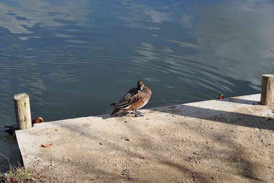 日本鳥獣写真「鴨」