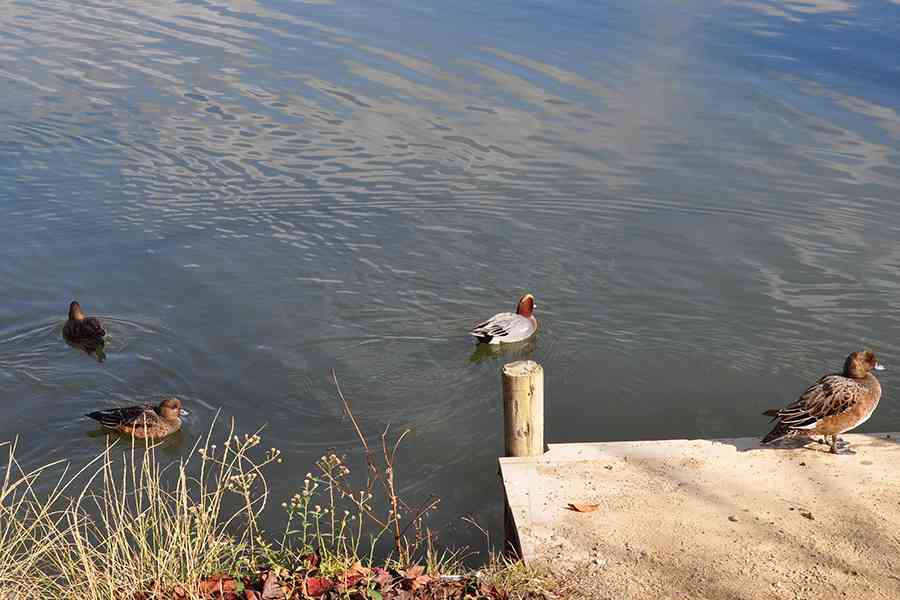 日本鳥獣写真「鴨」