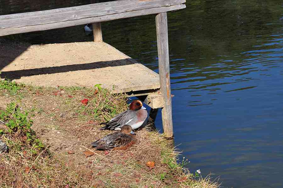 日本鳥獣写真「鴨」