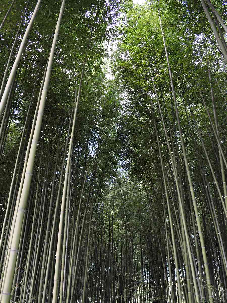 日本風景写真「竹林」