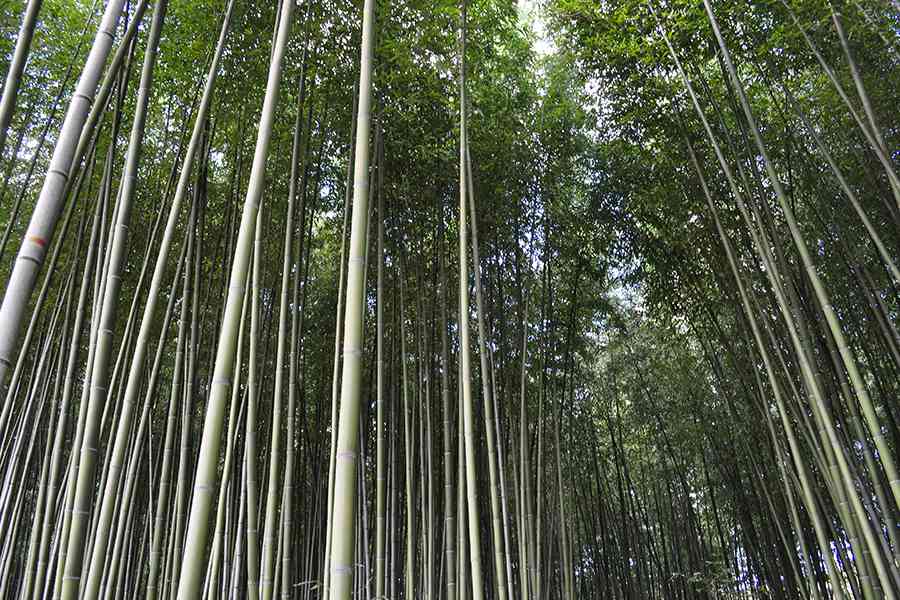 日本風景写真「竹林」