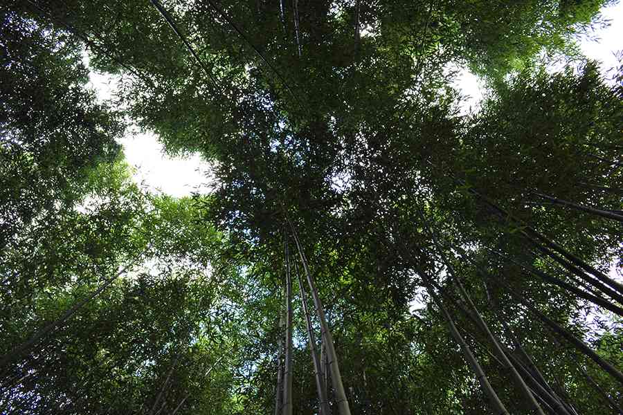 日本風景写真「竹林」