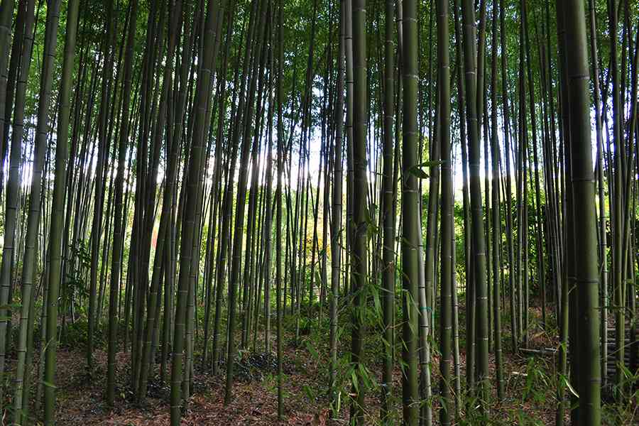 日本風景写真「竹林」