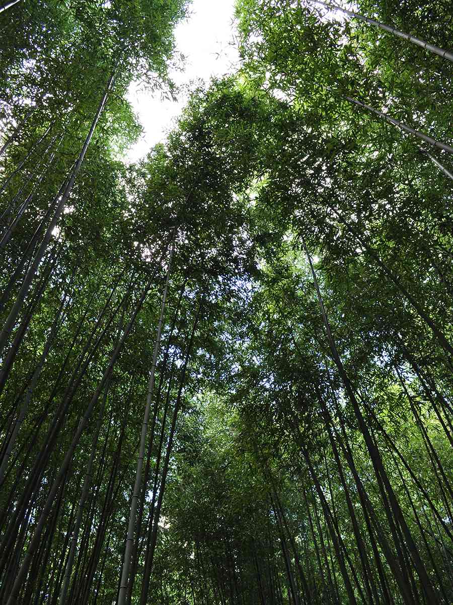 日本風景写真「竹林」