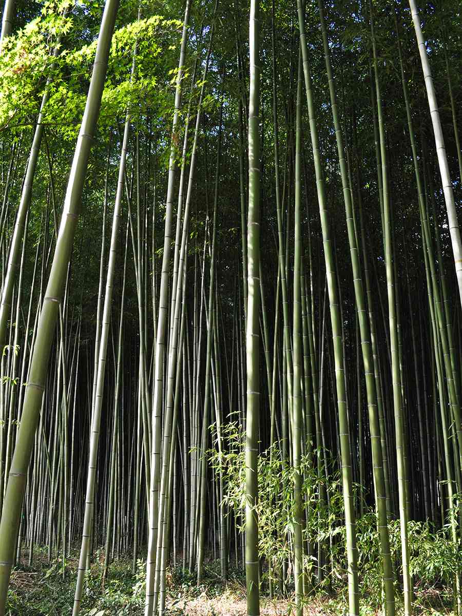 日本風景写真「竹林」