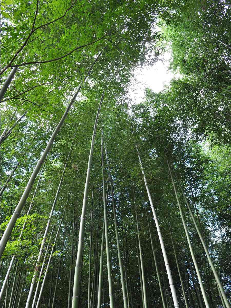 日本風景写真「竹林」