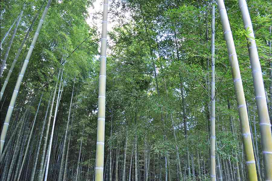 「天に向かう竹」竹林写真一