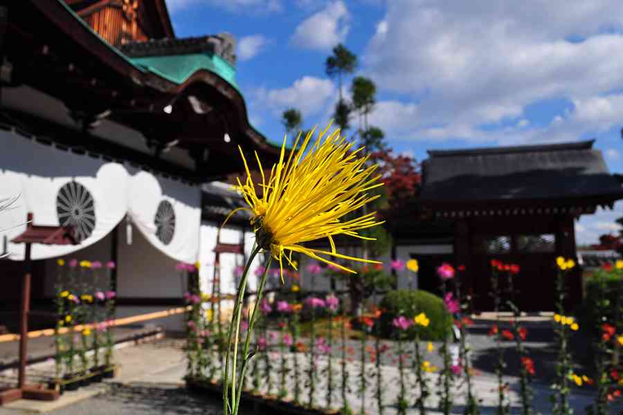 日本風景写真「名刹に咲く花」