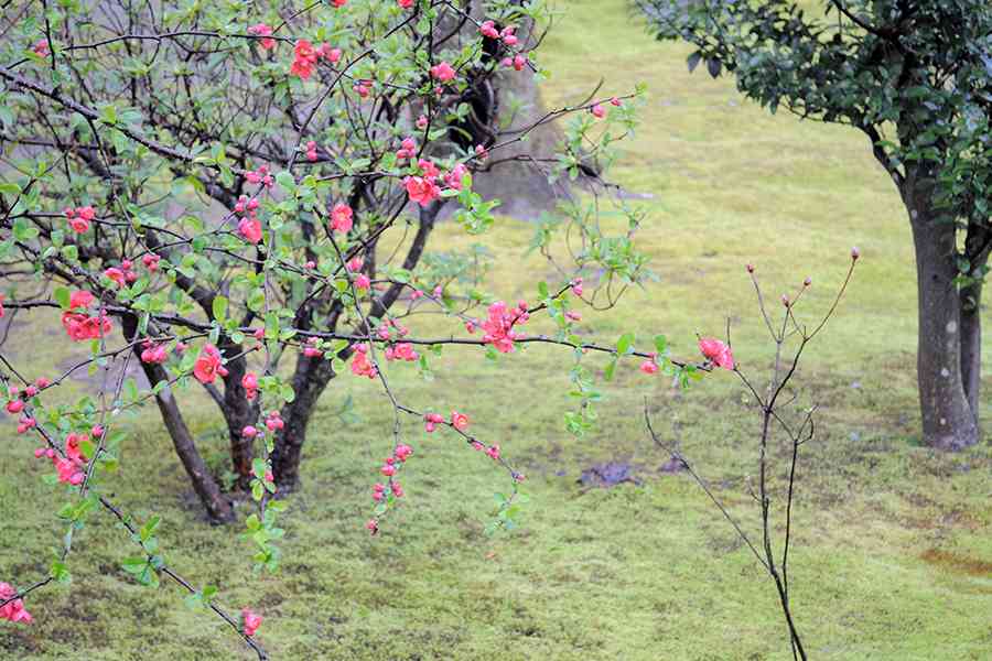 日本風景写真「京都天龍寺に咲く花」