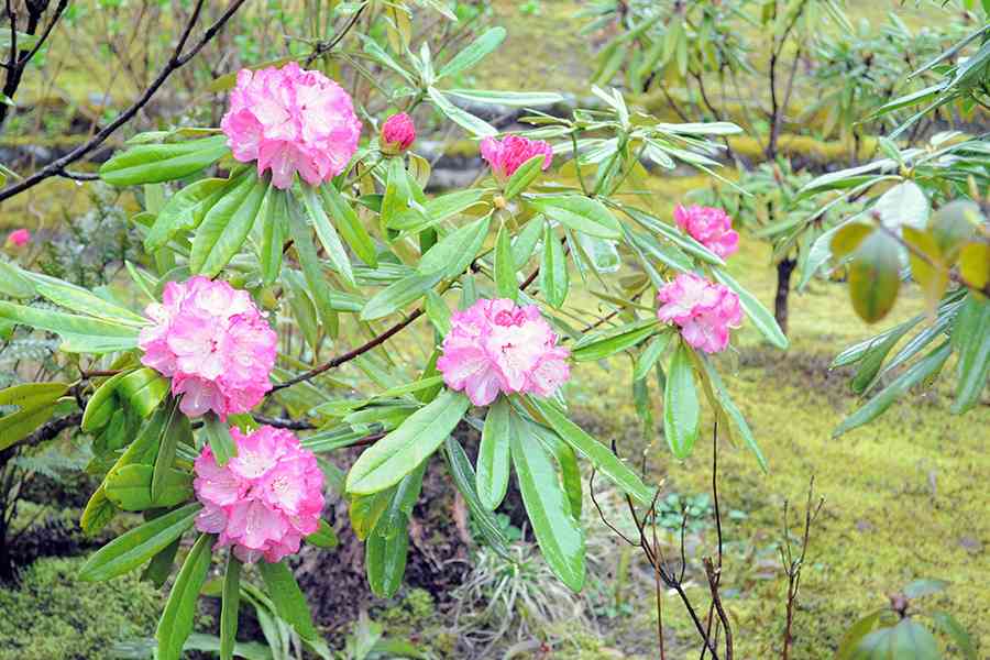 日本風景写真「京都天龍寺に咲く花」