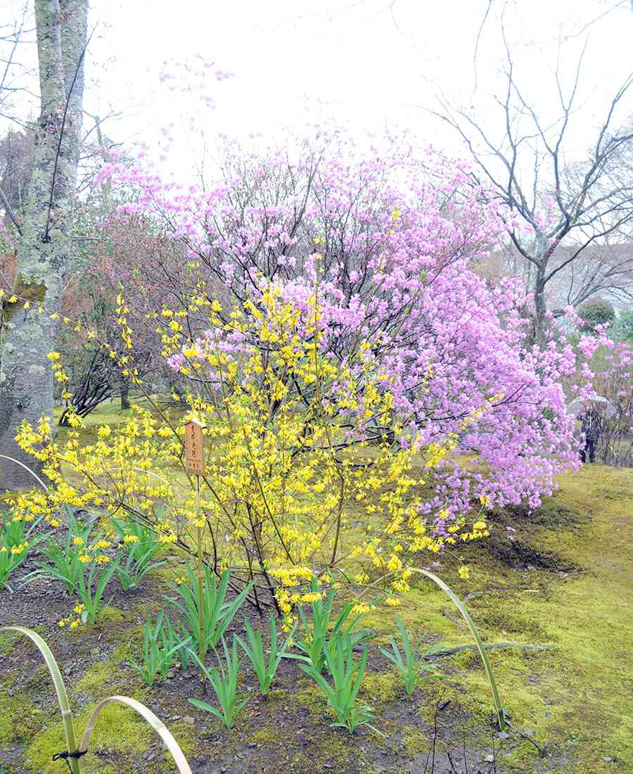 日本風景写真「京都天龍寺に咲く花」