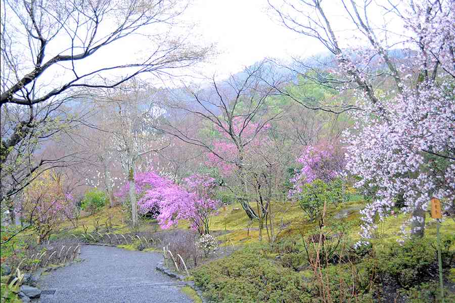 日本風景写真「京都天龍寺に咲く花」