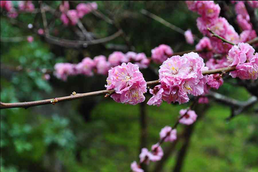 日本風景写真「名刹に咲く花