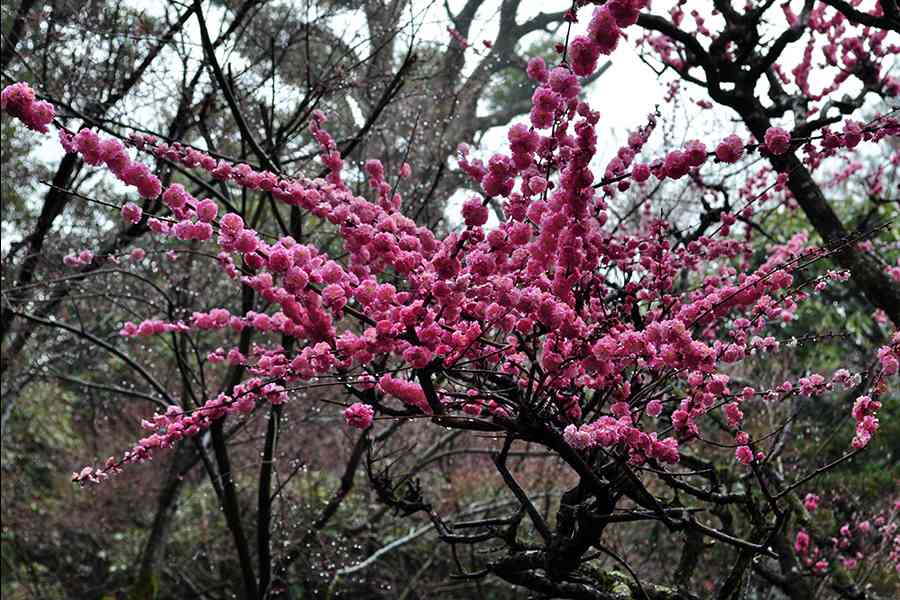 日本風景写真「京都天龍寺に咲く花」
