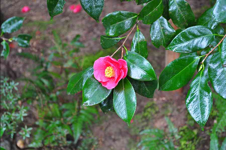 「京都の名刹に咲く花」和花写真集二