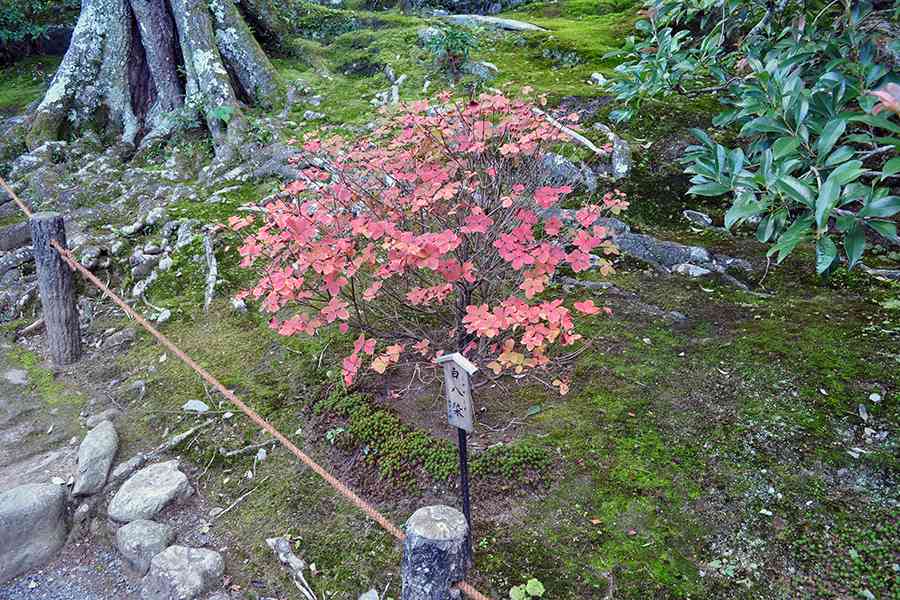 日本風景写真「名刹に咲く花」