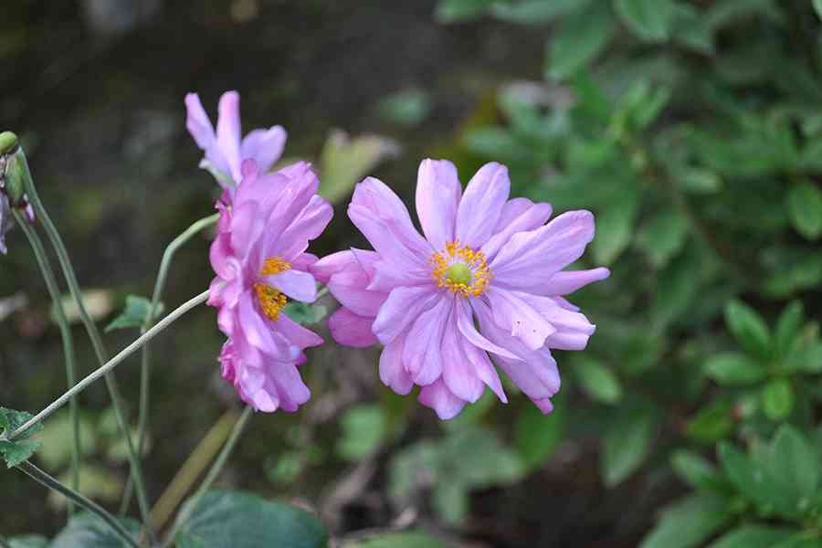 日本風景写真「名刹に咲く花」