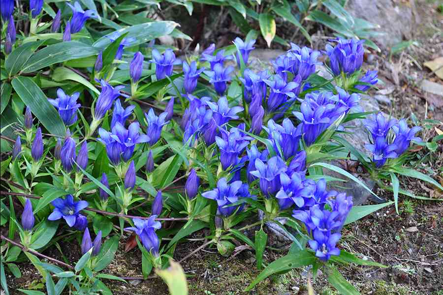 日本風景写真「名刹に咲く花〜りんどう」