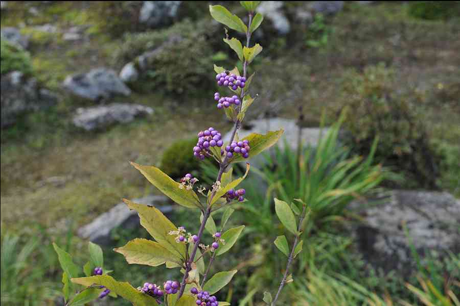 日本風景写真「名刹に咲く花〜小紫式部」