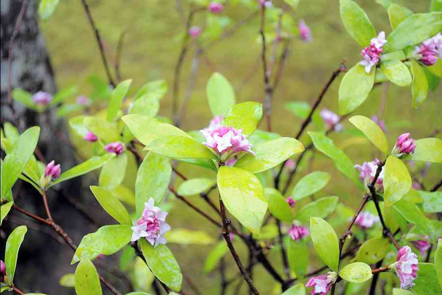 日本風景写真「名刹に咲く花」