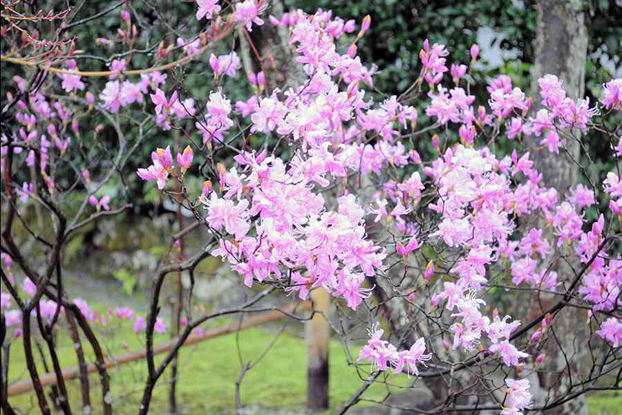 日本風景写真「名刹に咲く花〜ツツジ」