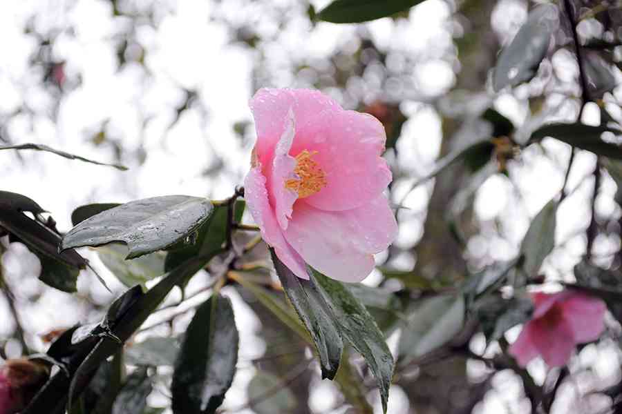 日本風景写真「京都天龍寺に咲く花」