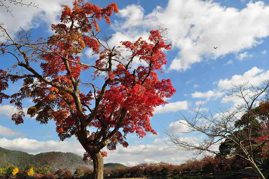 日本風景写真「京都大覚寺と紅葉」