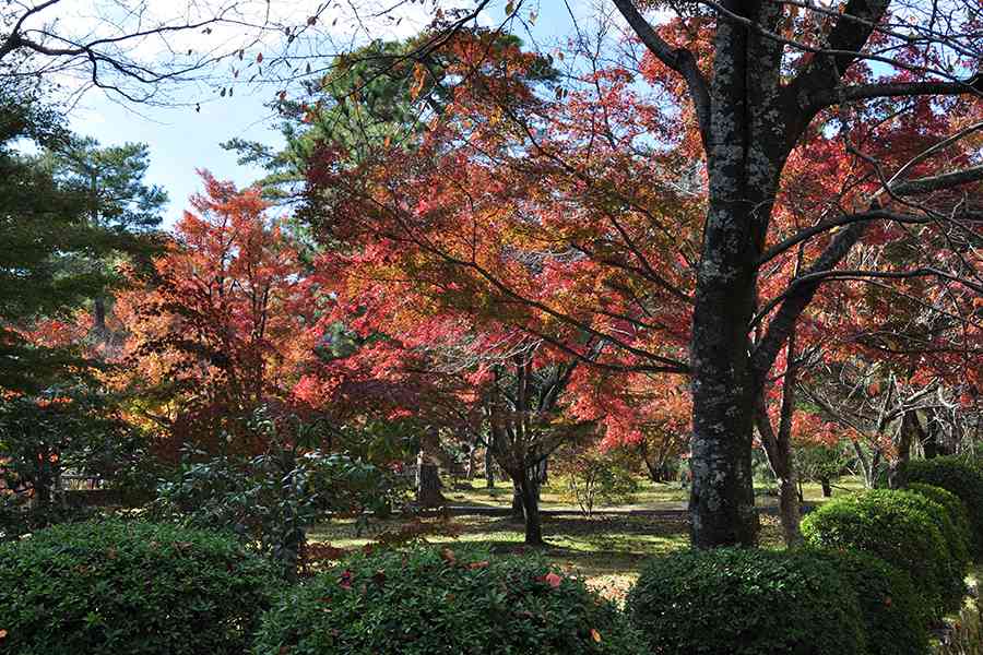 日本風景写真「京都大覚寺と紅葉」