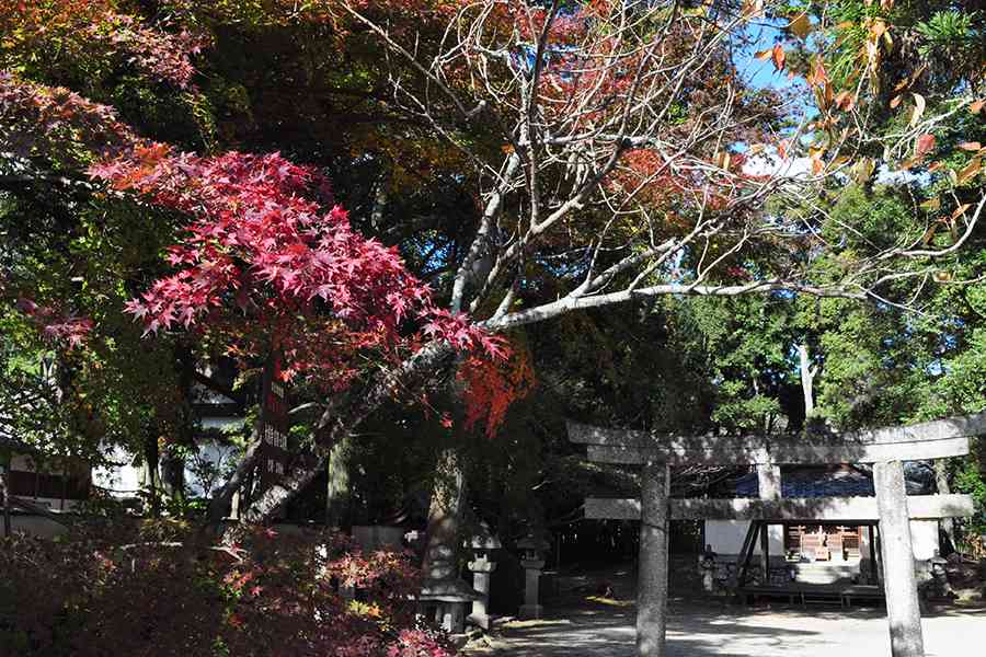 日本風景写真「京都大覚寺と紅葉」