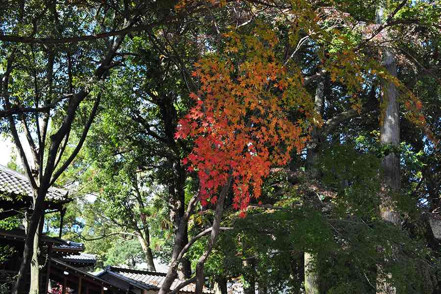 日本風景写真「京都大覚寺と紅葉」