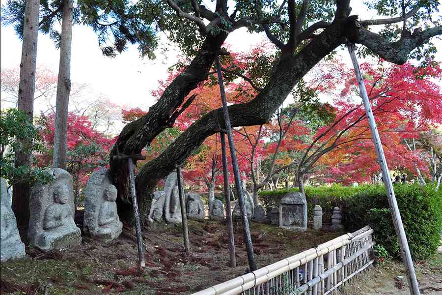 日本風景写真「京都大覚寺と紅葉」