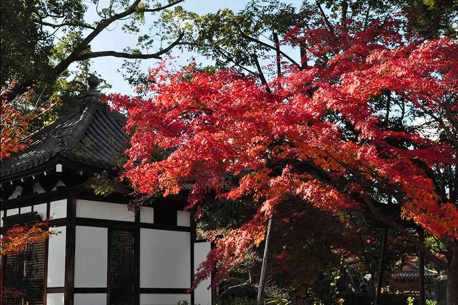 日本風景写真「京都大覚寺と紅葉」