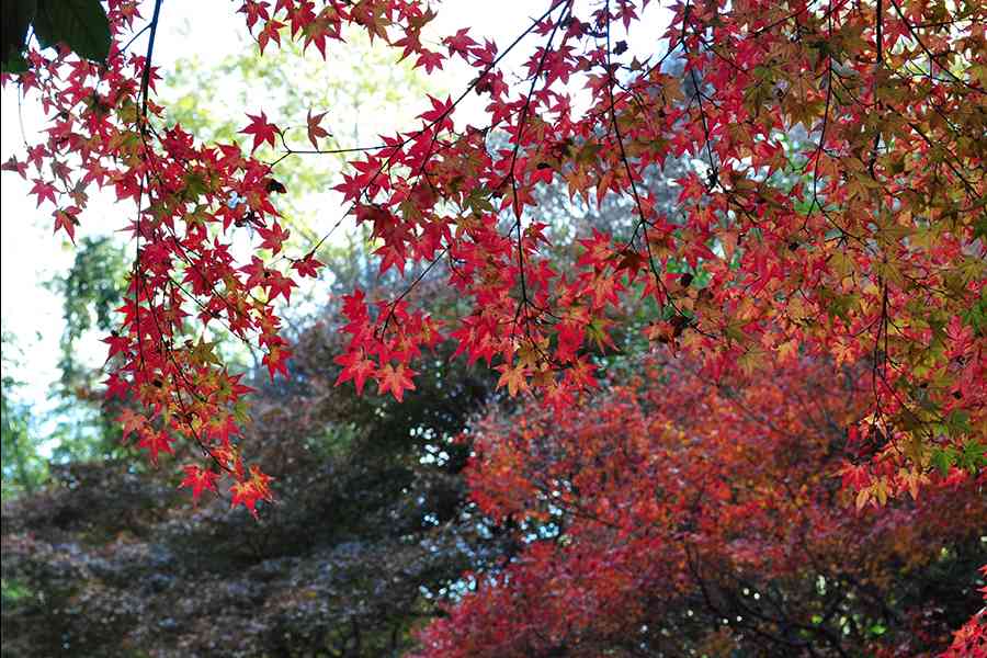 日本風景写真「京都大覚寺と紅葉」