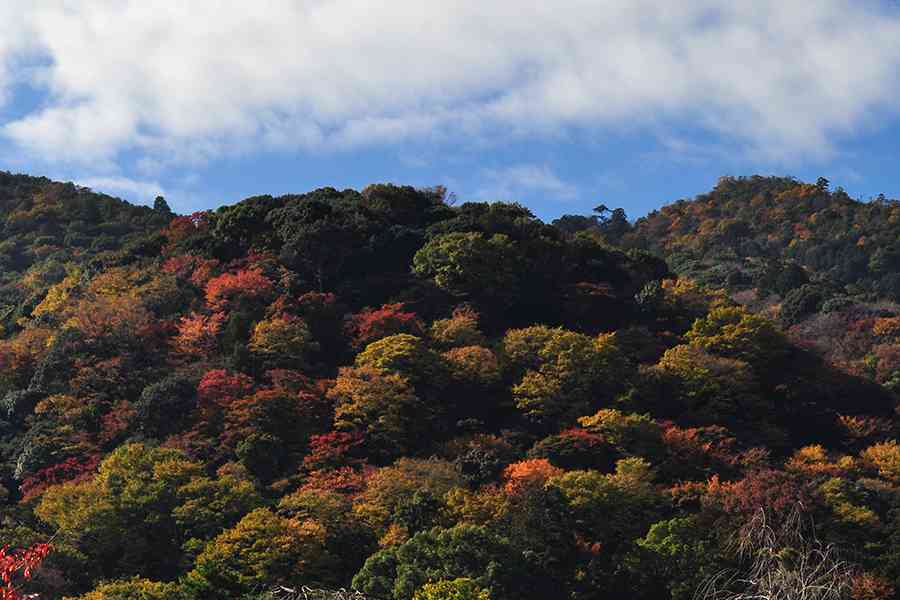 日本風景写真「紅葉の嵐山」