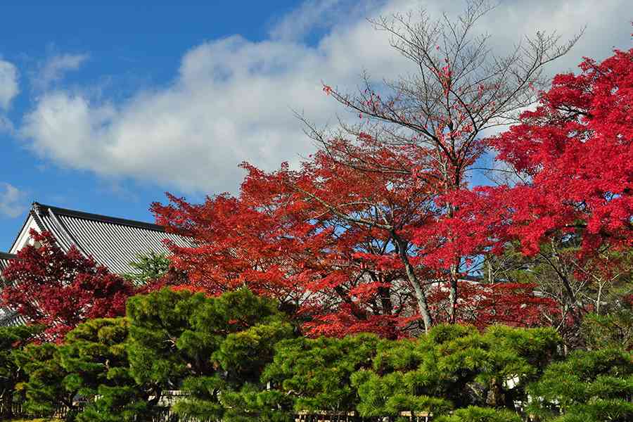 日本風景写真「紅葉の嵐山」