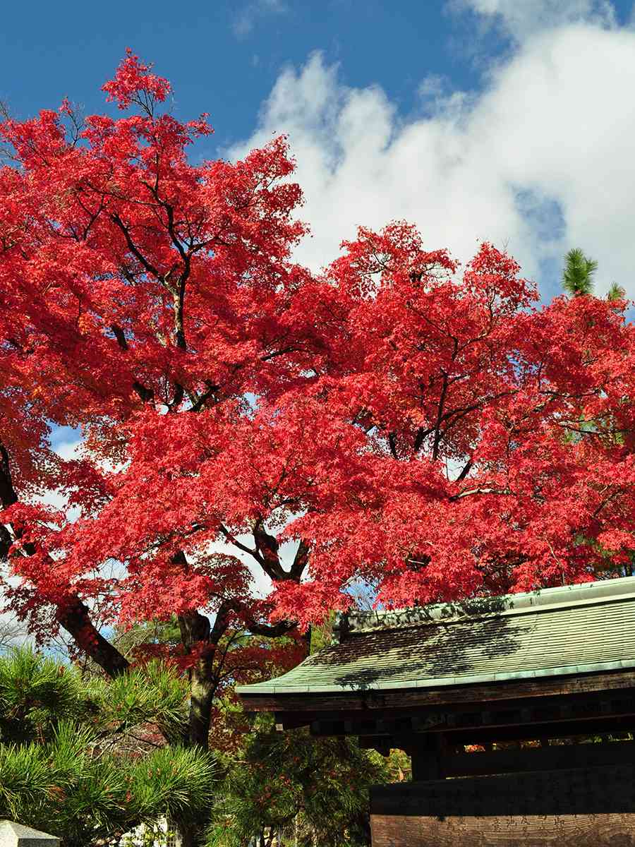 日本風景写真「紅葉の嵐山」