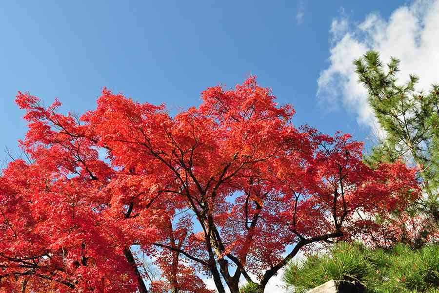 「京都を染める紅葉」紅葉写真一