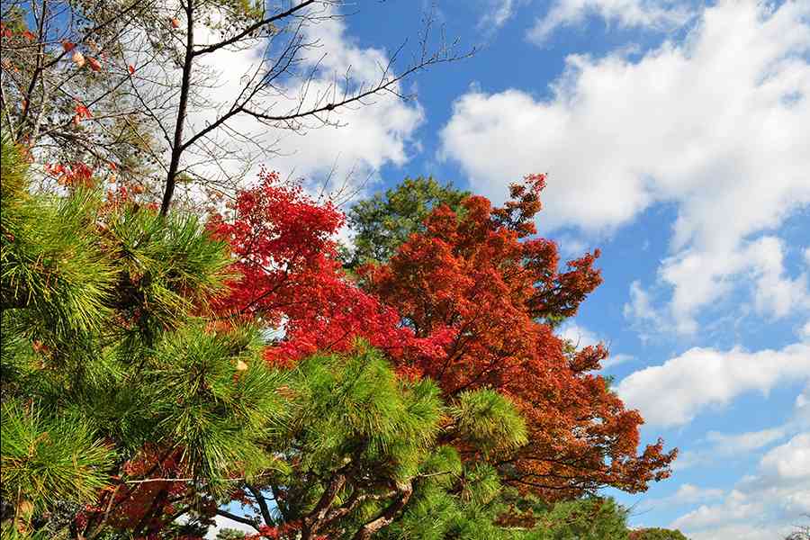 日本風景写真「紅葉の嵐山」