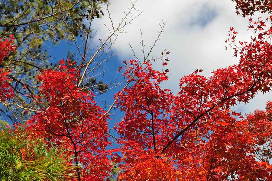 日本風景写真「紅葉の嵐山」