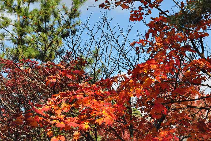 日本風景写真「紅葉の嵐山」