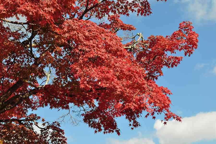 日本風景写真「紅葉の京都嵐山」