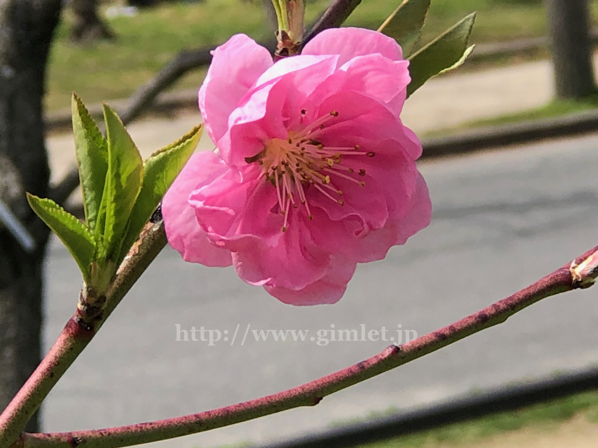 「桃」桃の花写真一