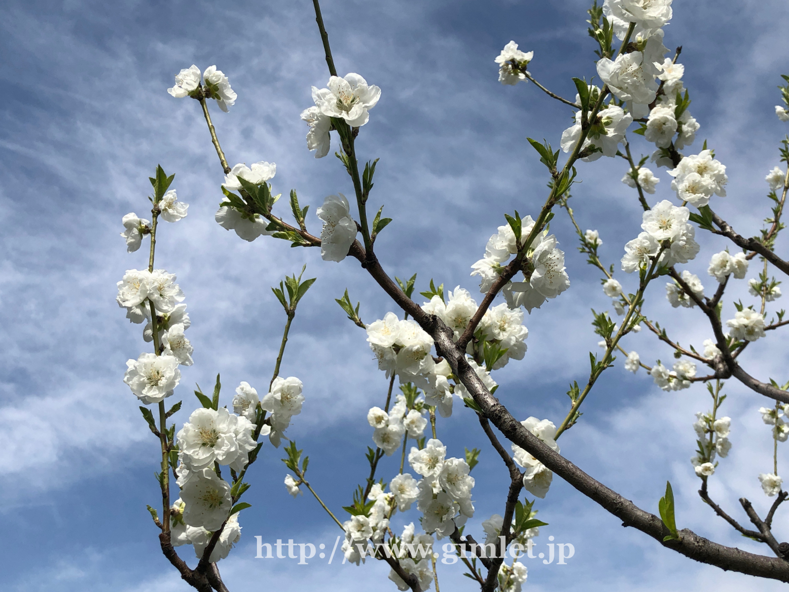 桃の花写真3