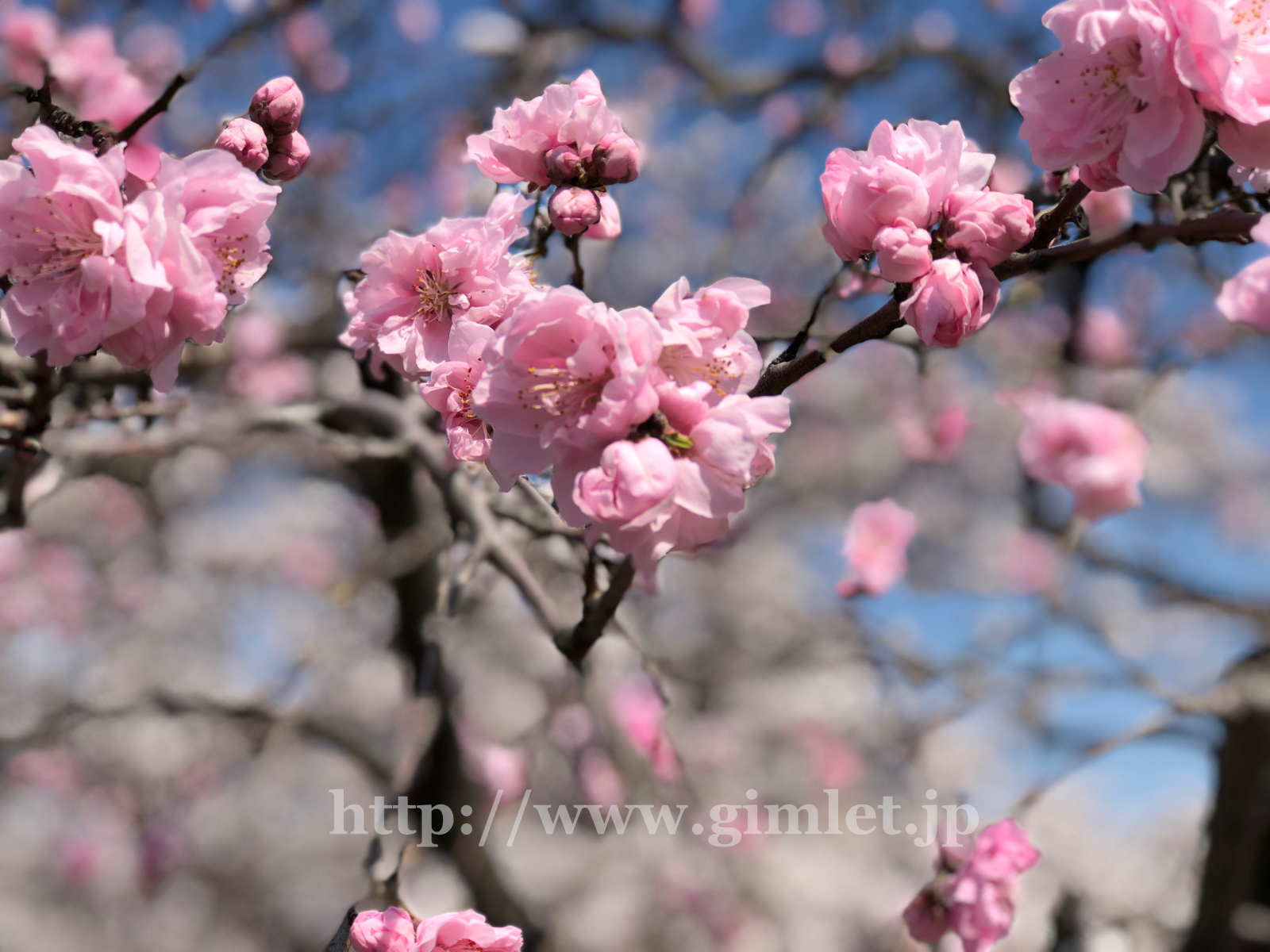 桃の花写真4