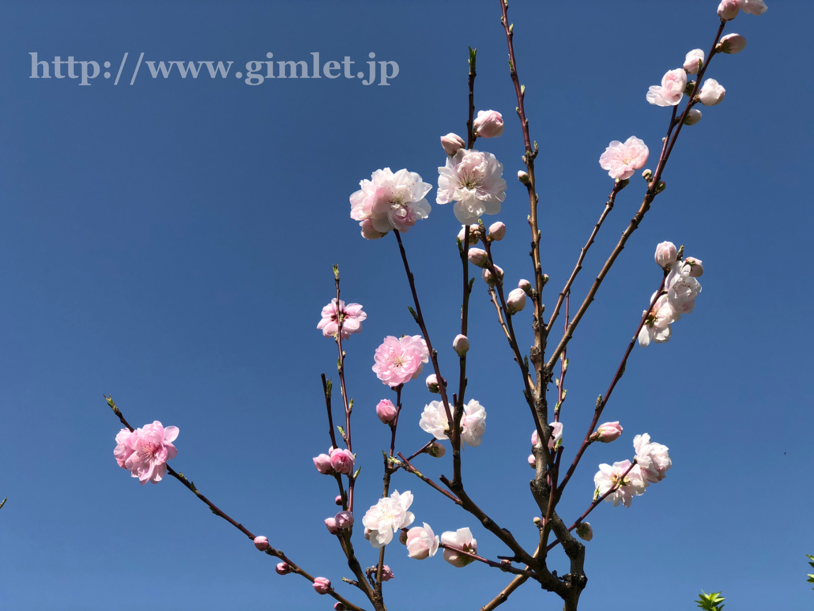 桃の花写真5