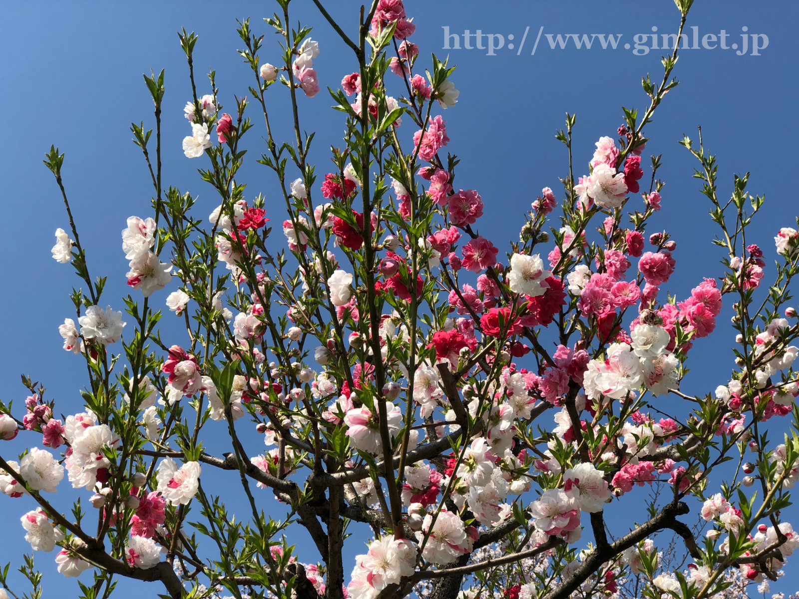 桃の花写真8