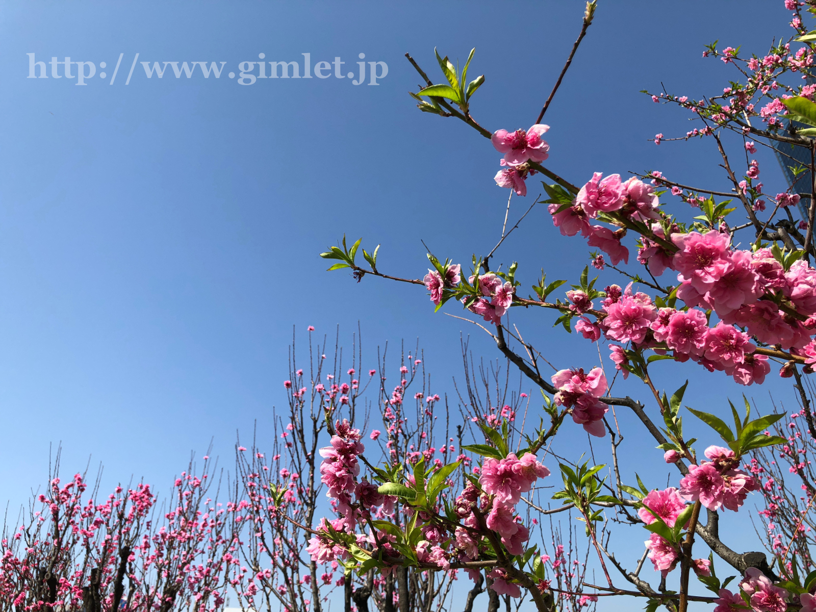 桃の花写真9
