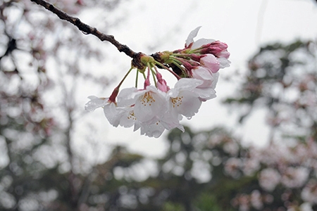 「桜と春雨」桜写真一