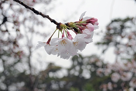 桜写真