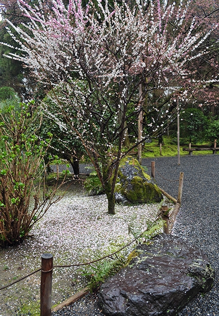 桜写真